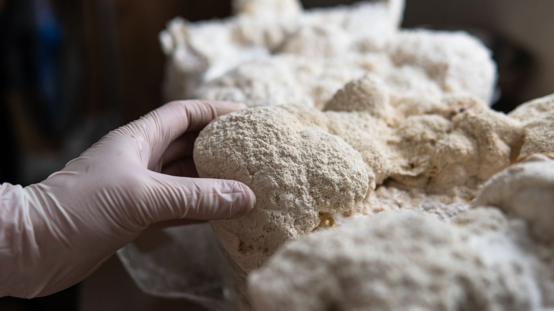 What are nootropics?