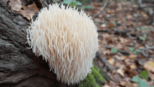 Cogumelo Juba de Leão: Benefícios e Como Incorporar na Sua Dieta