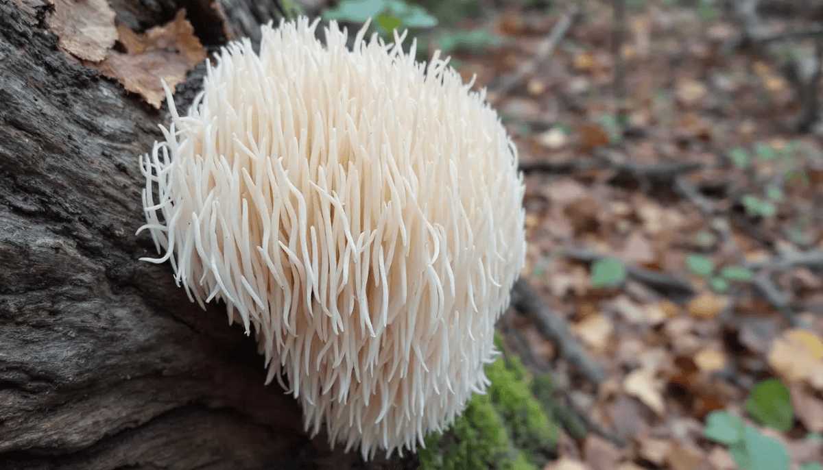 cogumelo juba de leão